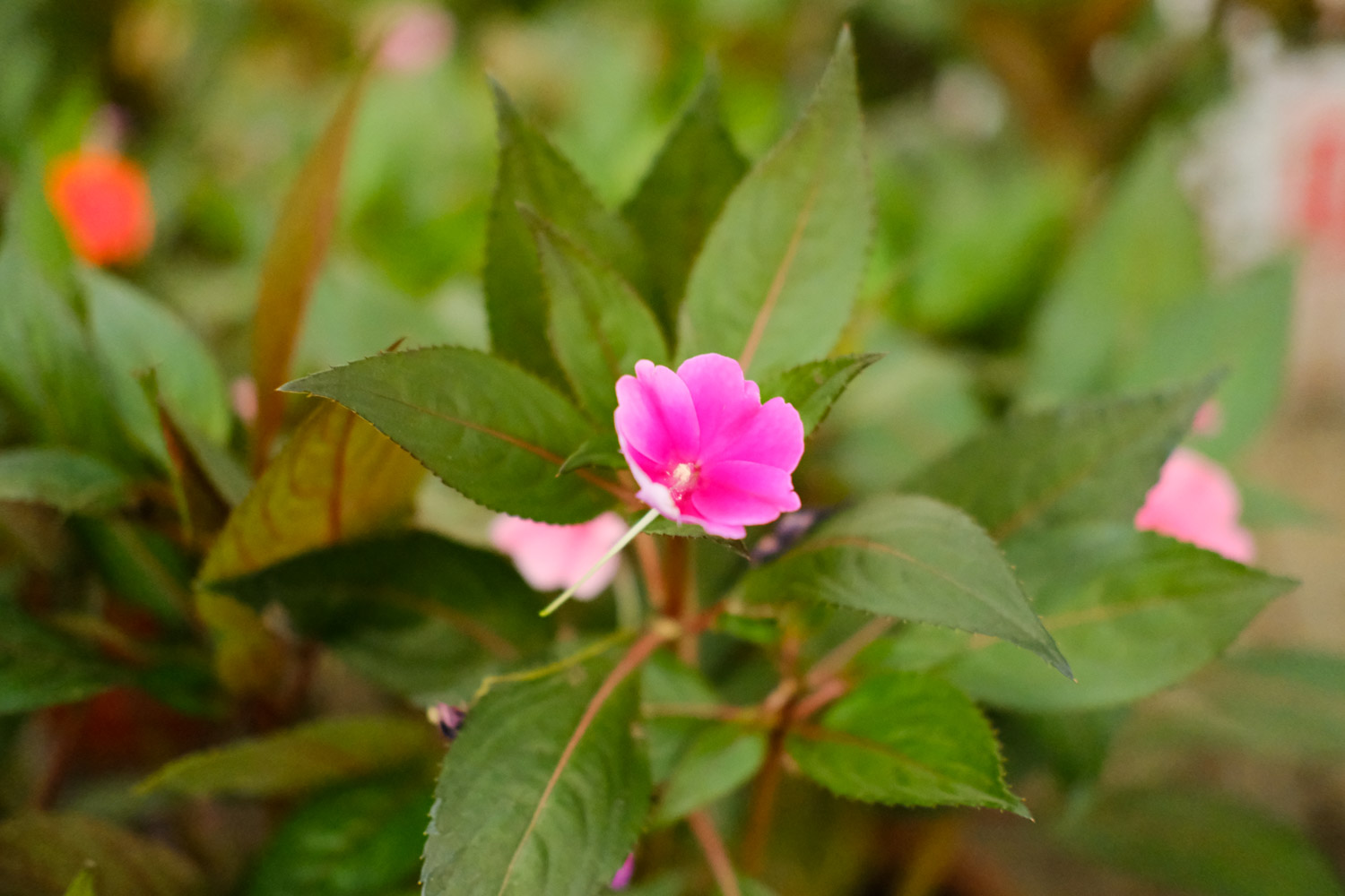 Impatiens