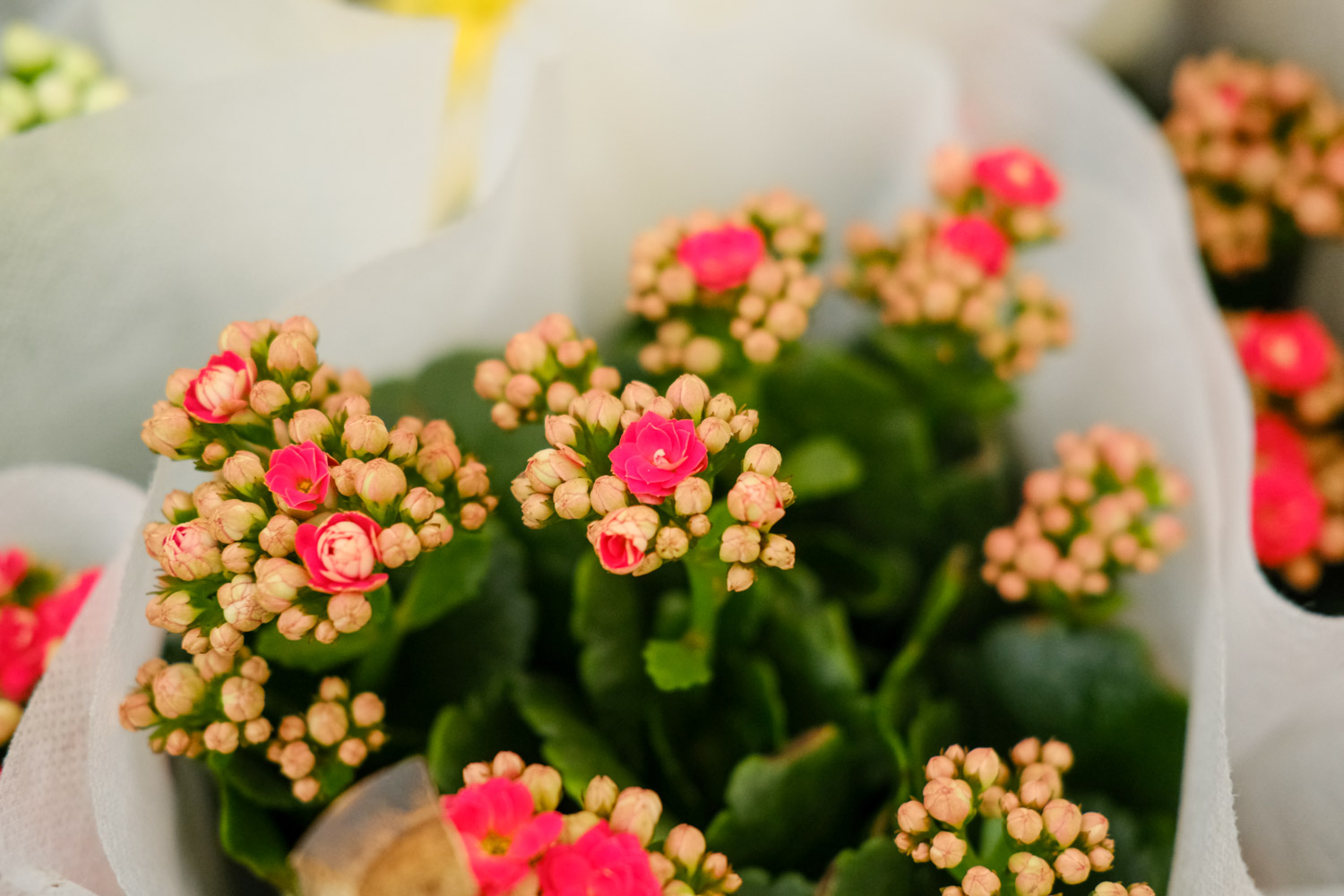 Longevity flower