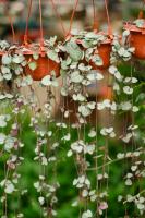 How to raise the vine of love in winter? It's so beautiful!