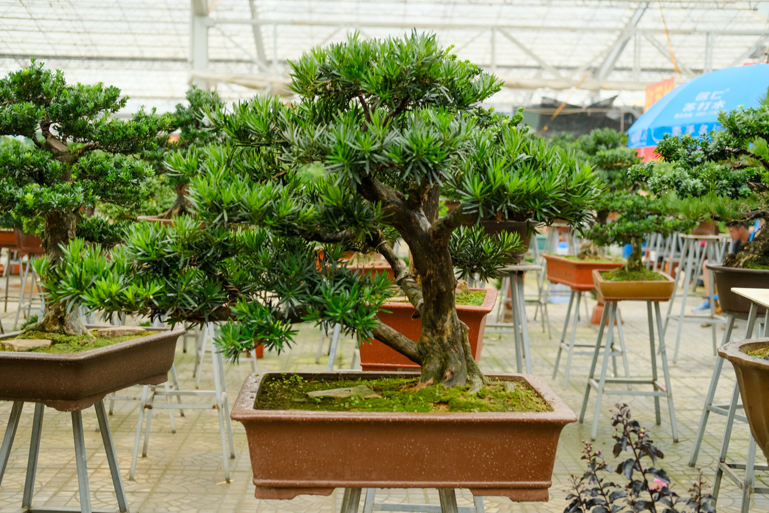 Podocarpus