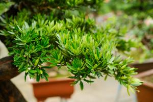 Cutting propagation method of Luohan pine