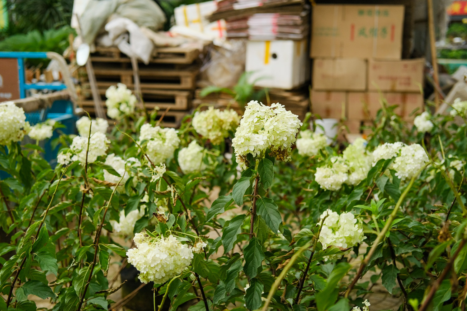 hydrangea