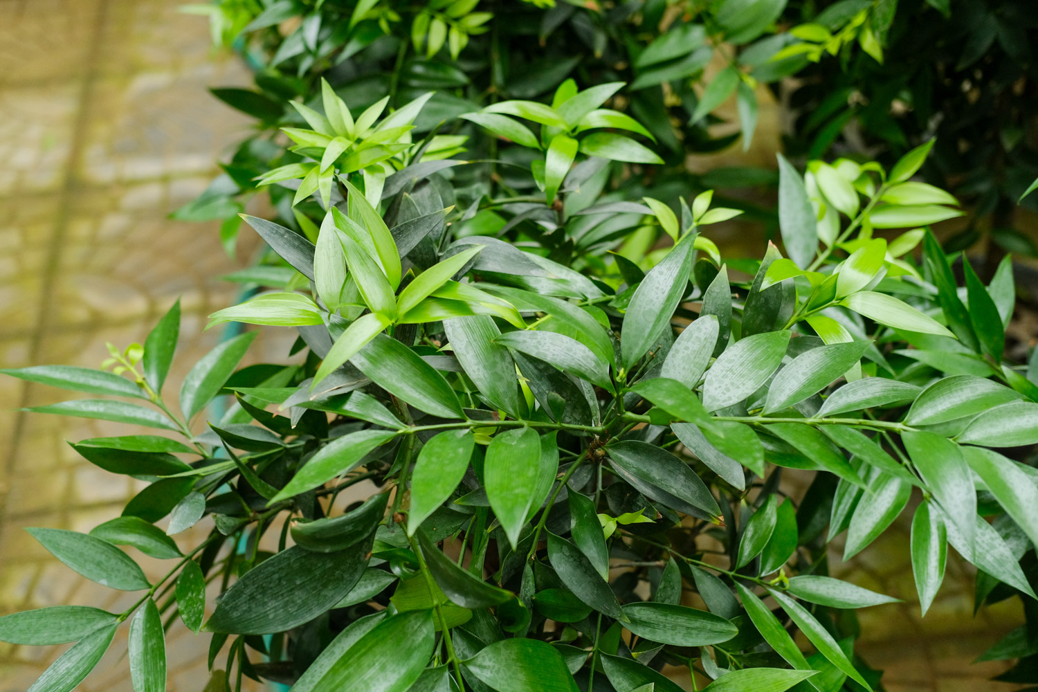 Podocarpus Nagi