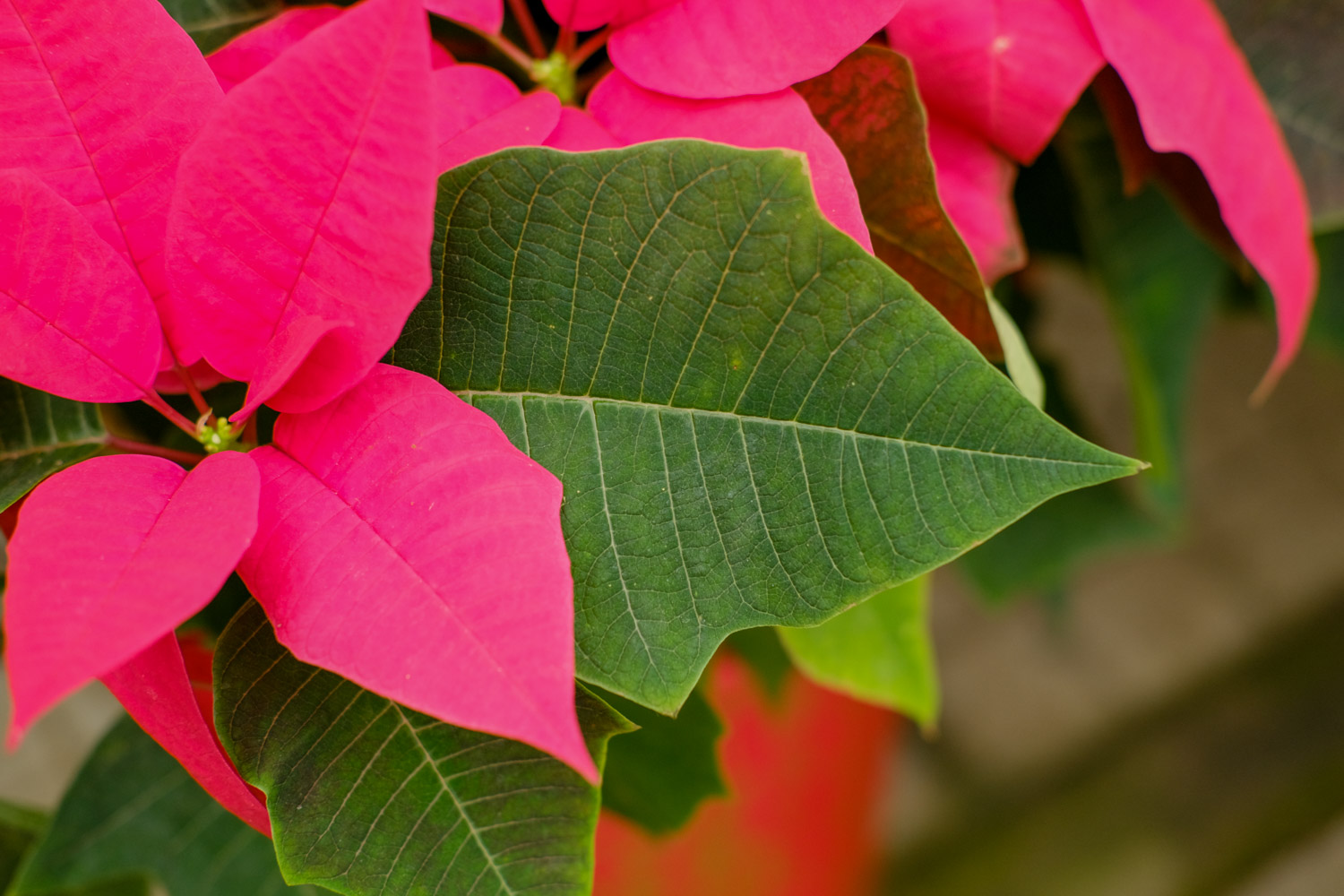 poinsettia