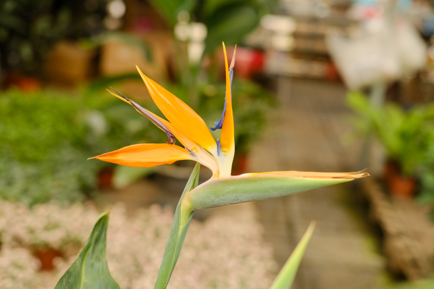 Bird of Paradise