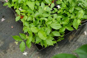 how do you water spider plants