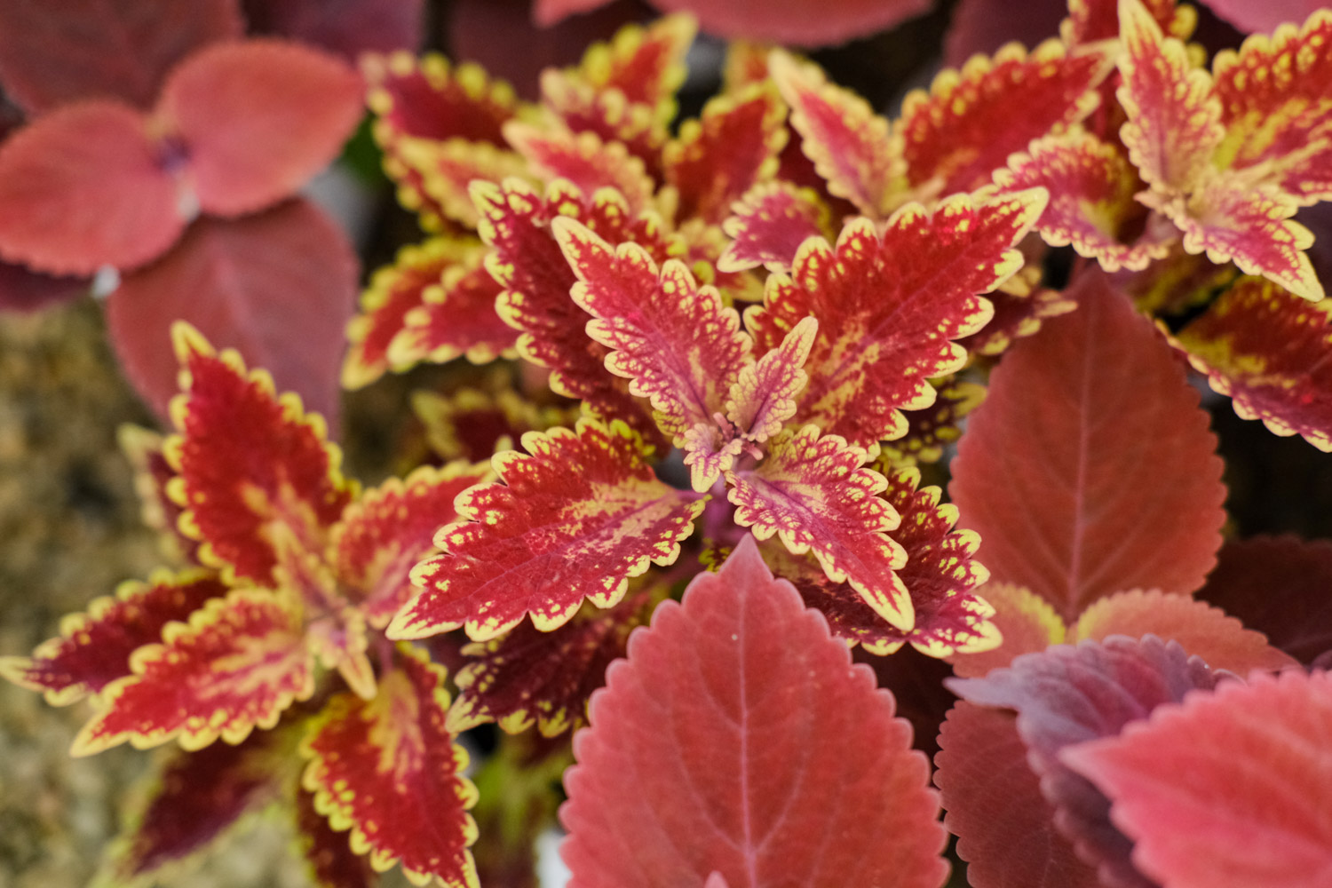 Coleus