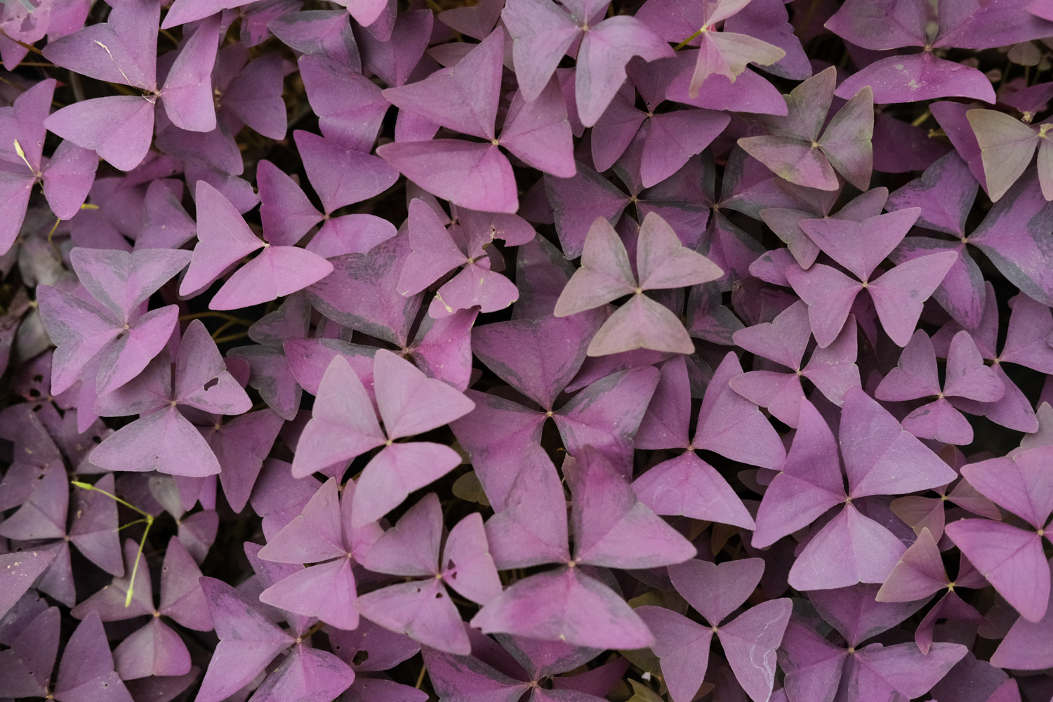 Oxalis