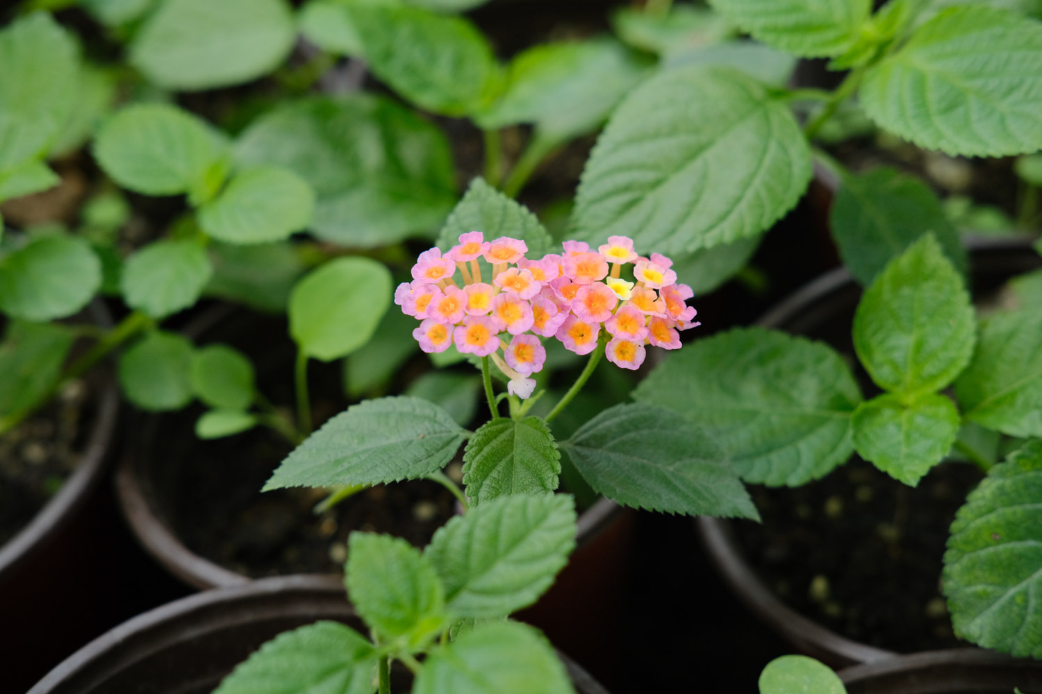 Lantana camara