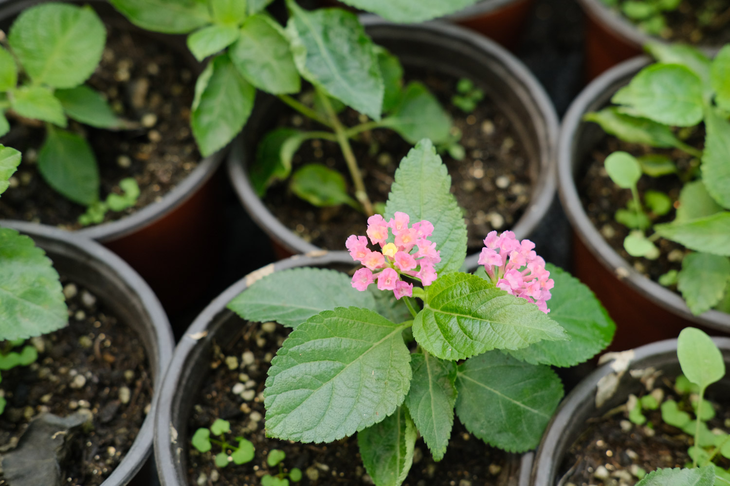 Lantana camara