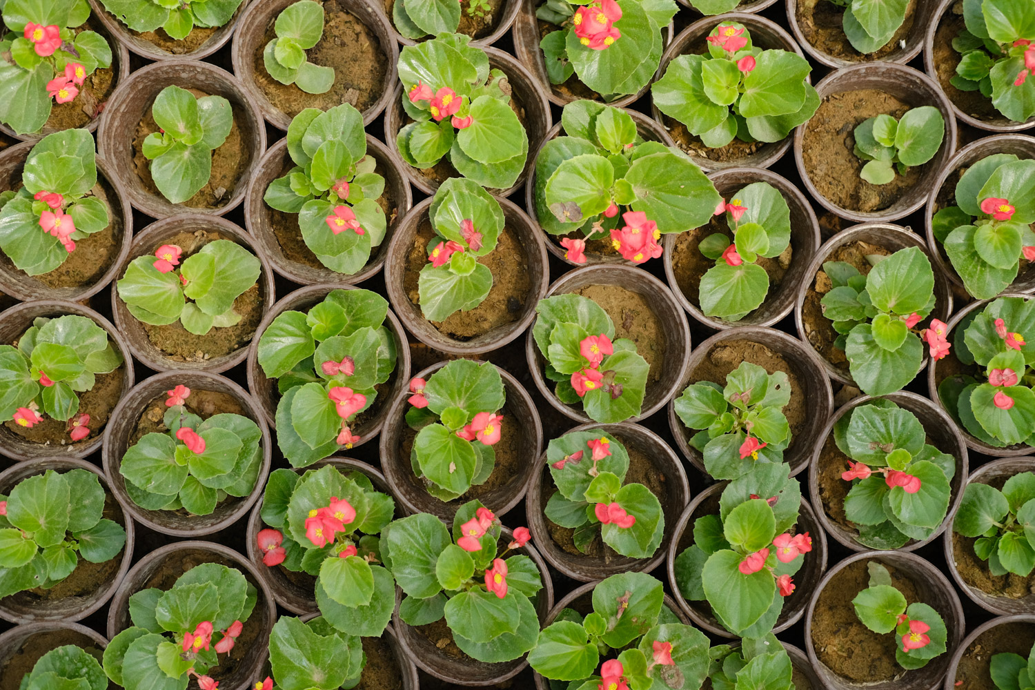 Begonia semperflorens