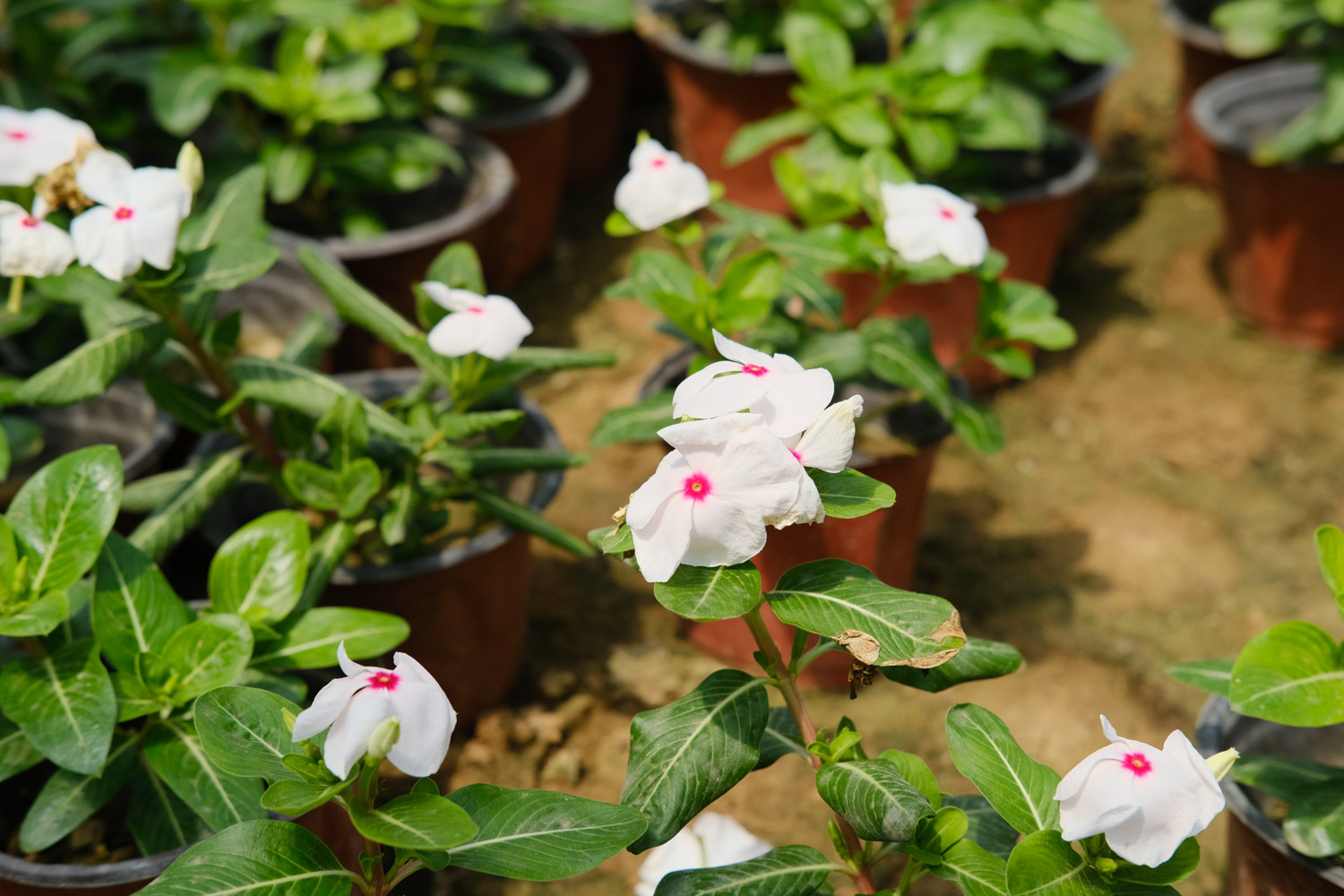 Madagascar rosy periwinkle