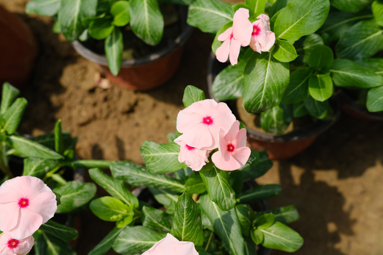 Madagascar rosy periwinkle