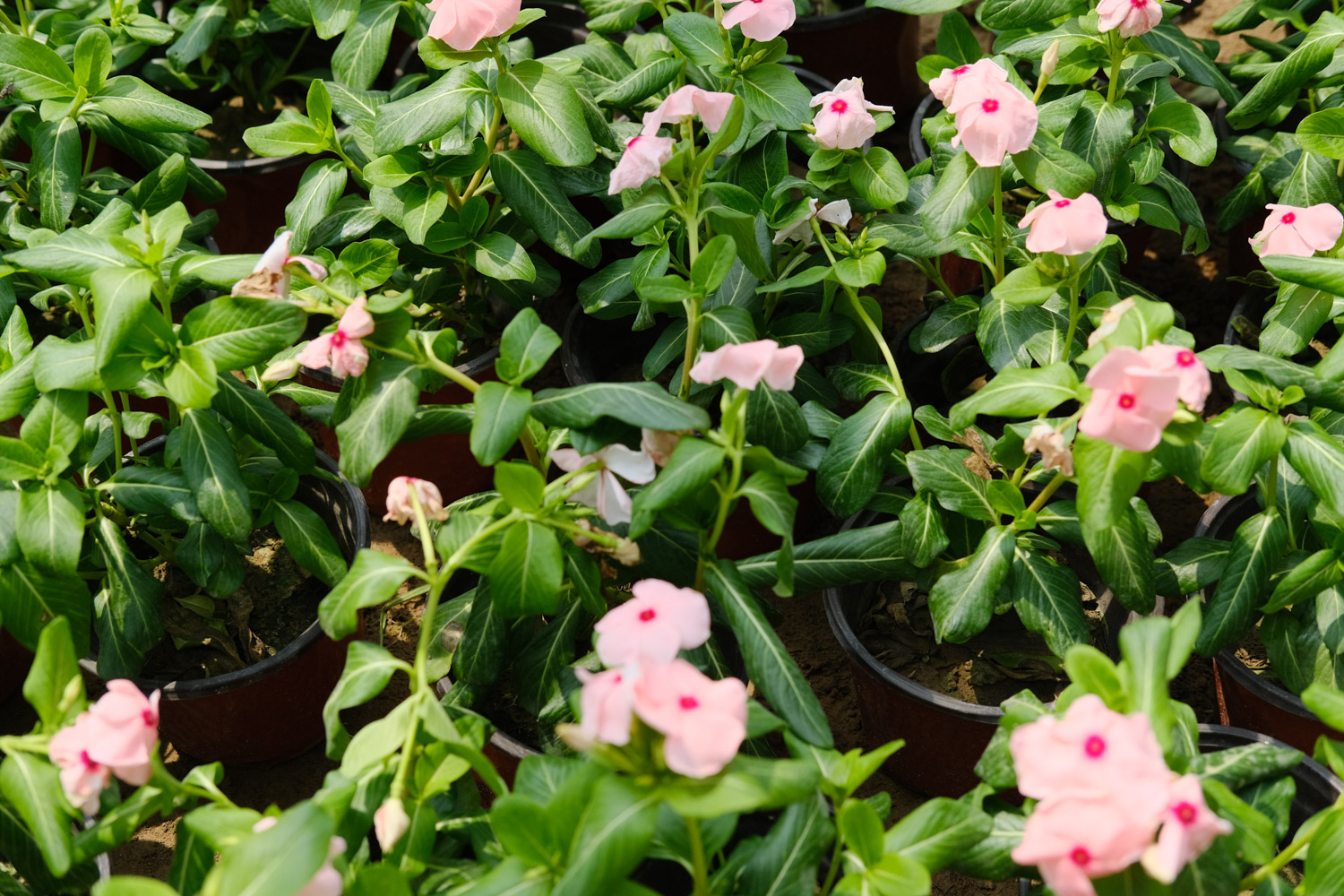 Madagascar rosy periwinkle