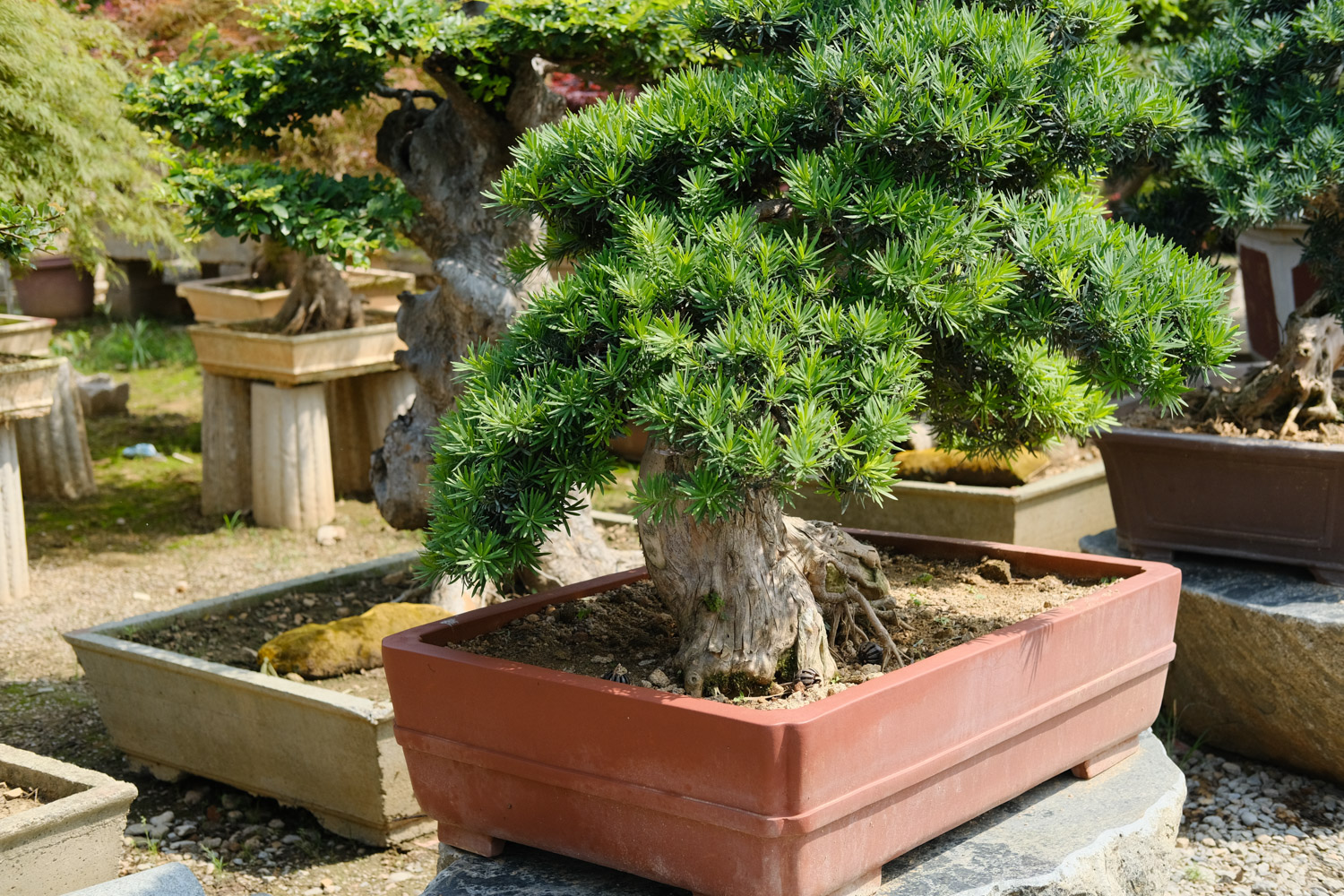 Podocarpus