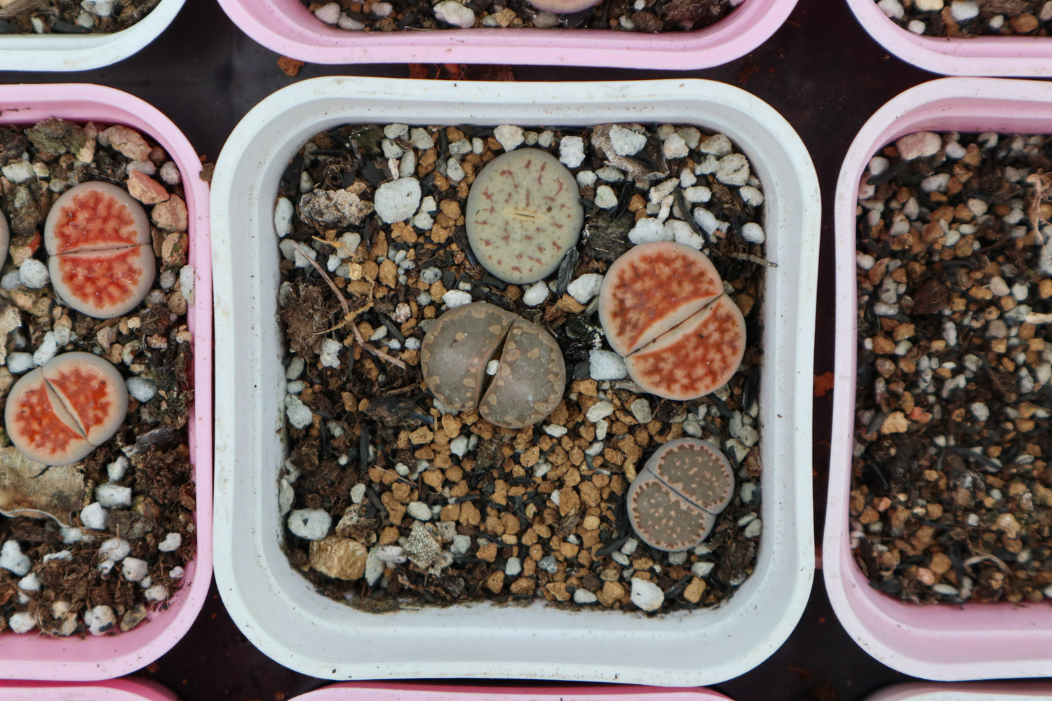 Lithops