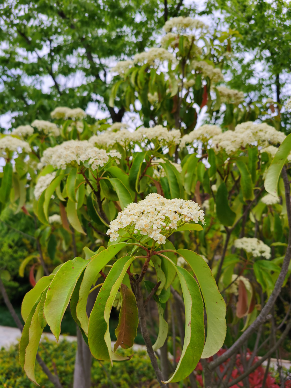 Chinese photinia