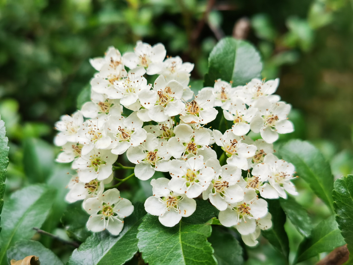 pyracantha