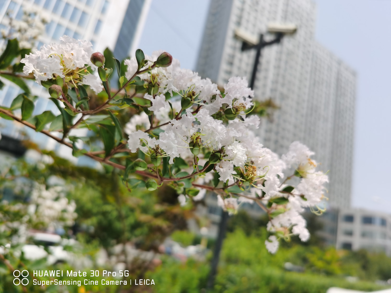 Crape myrtle