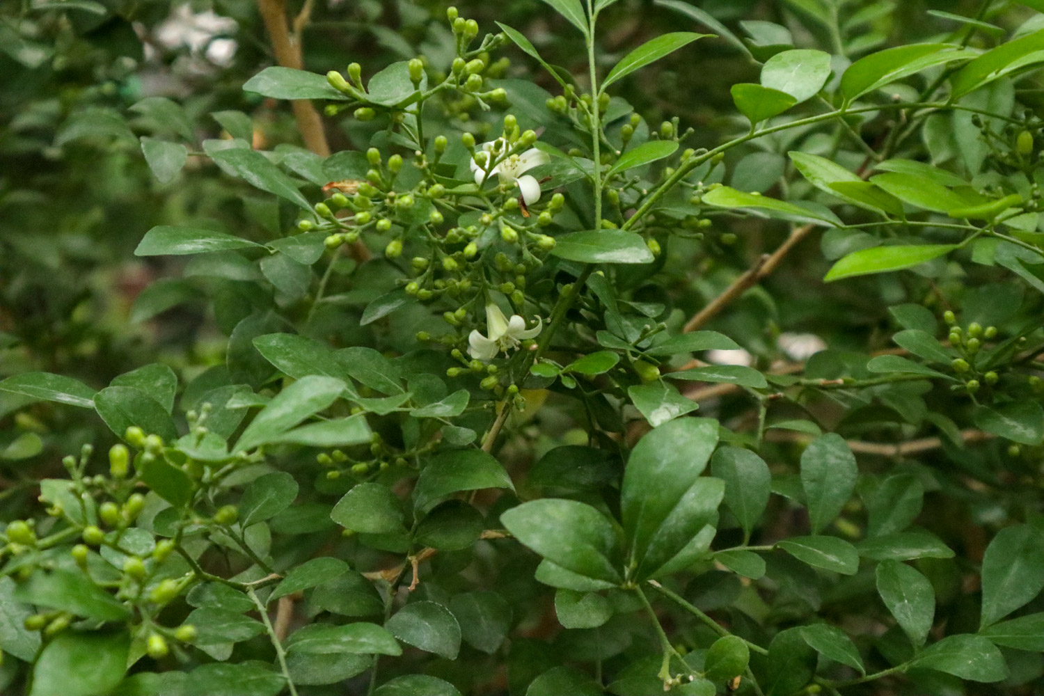 Orange Jessamine