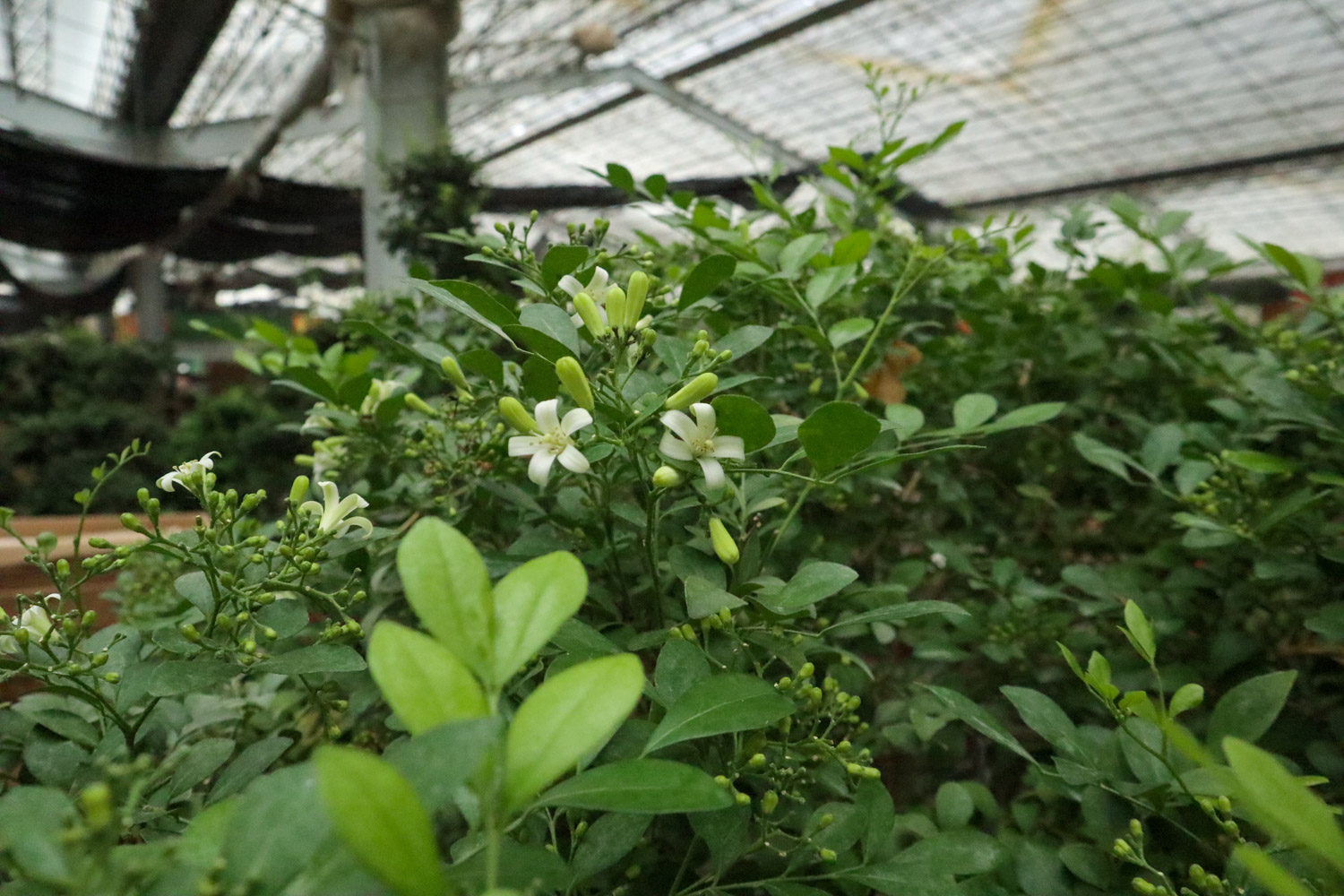 Orange Jessamine