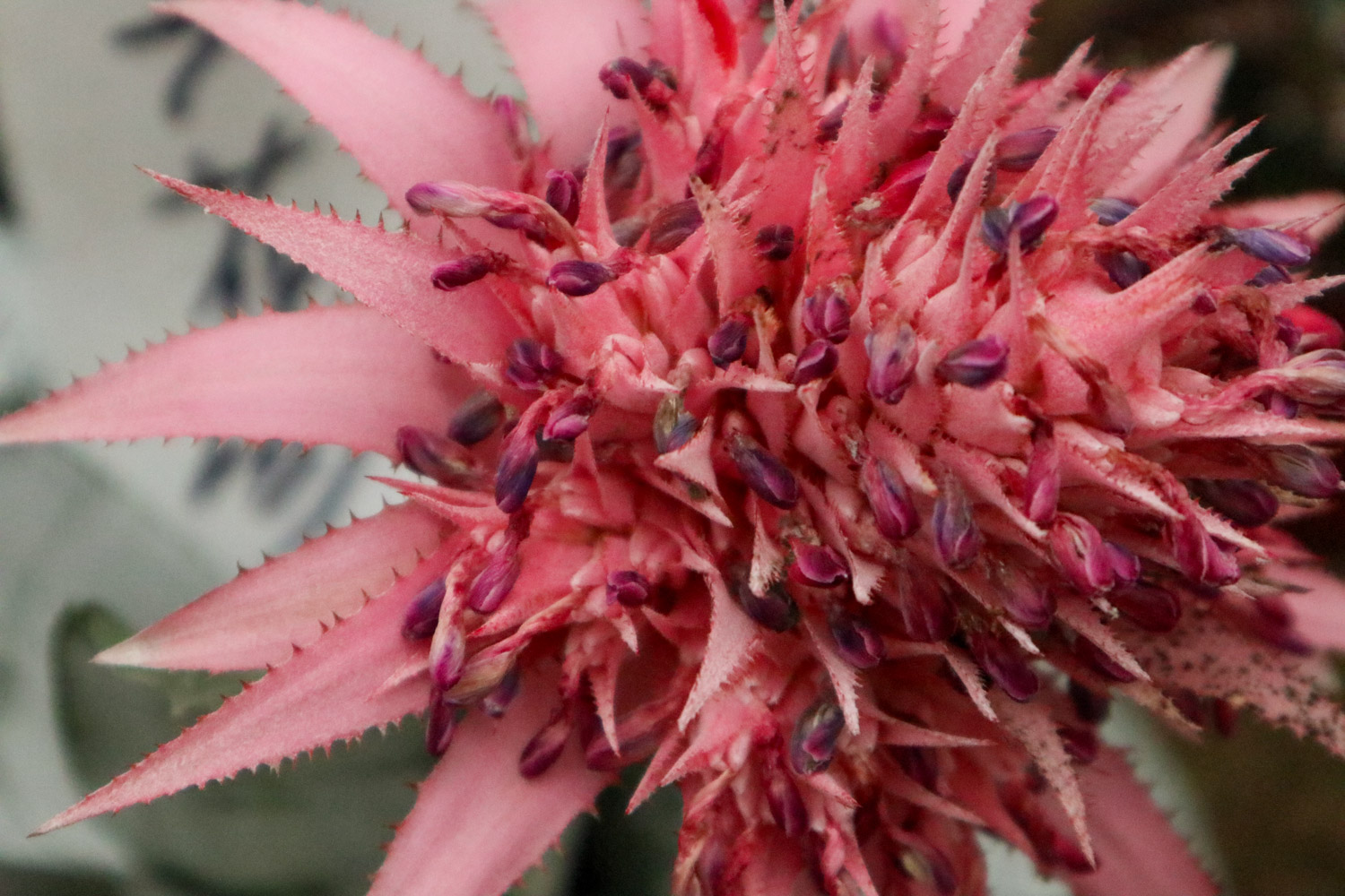 Aechmea fasciata 