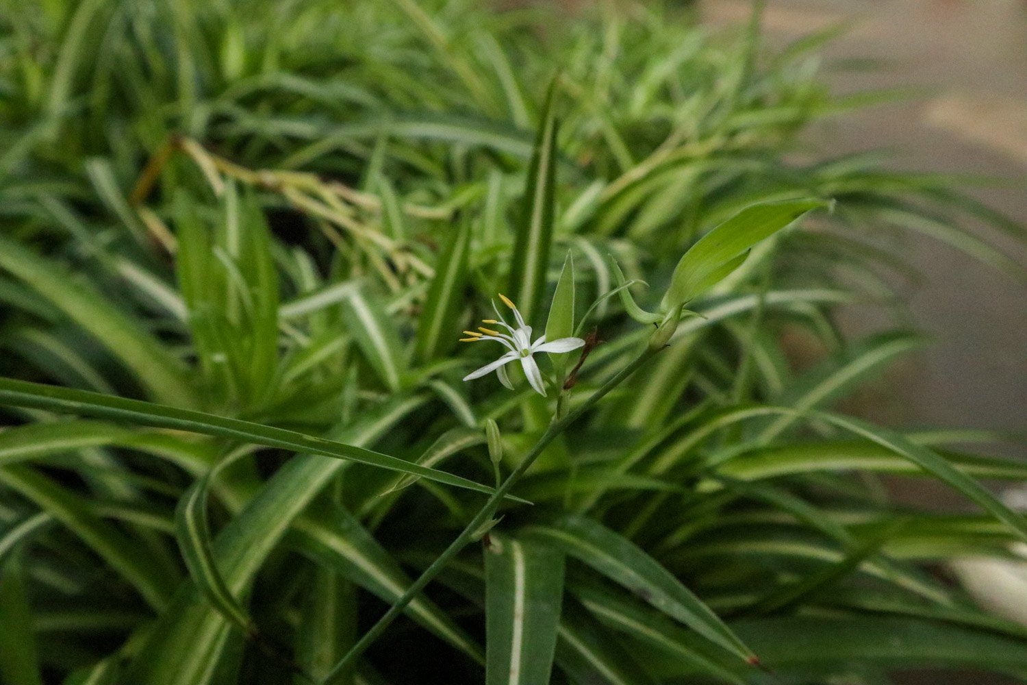 Chlorophytum