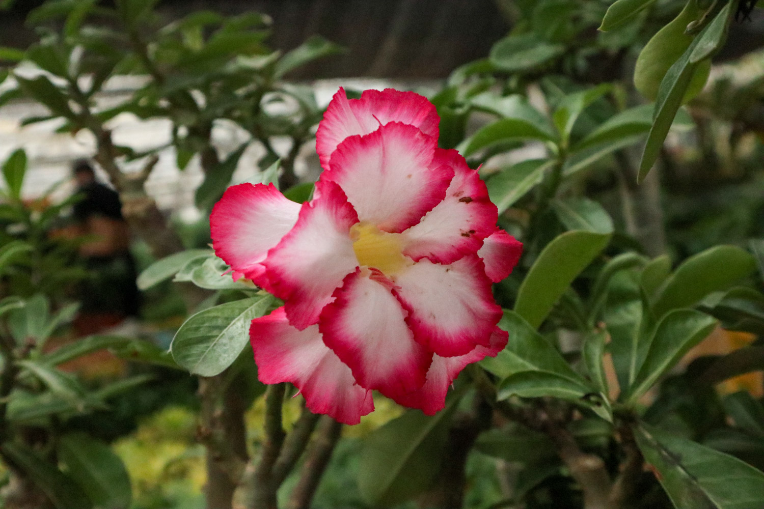 Adenium obesum