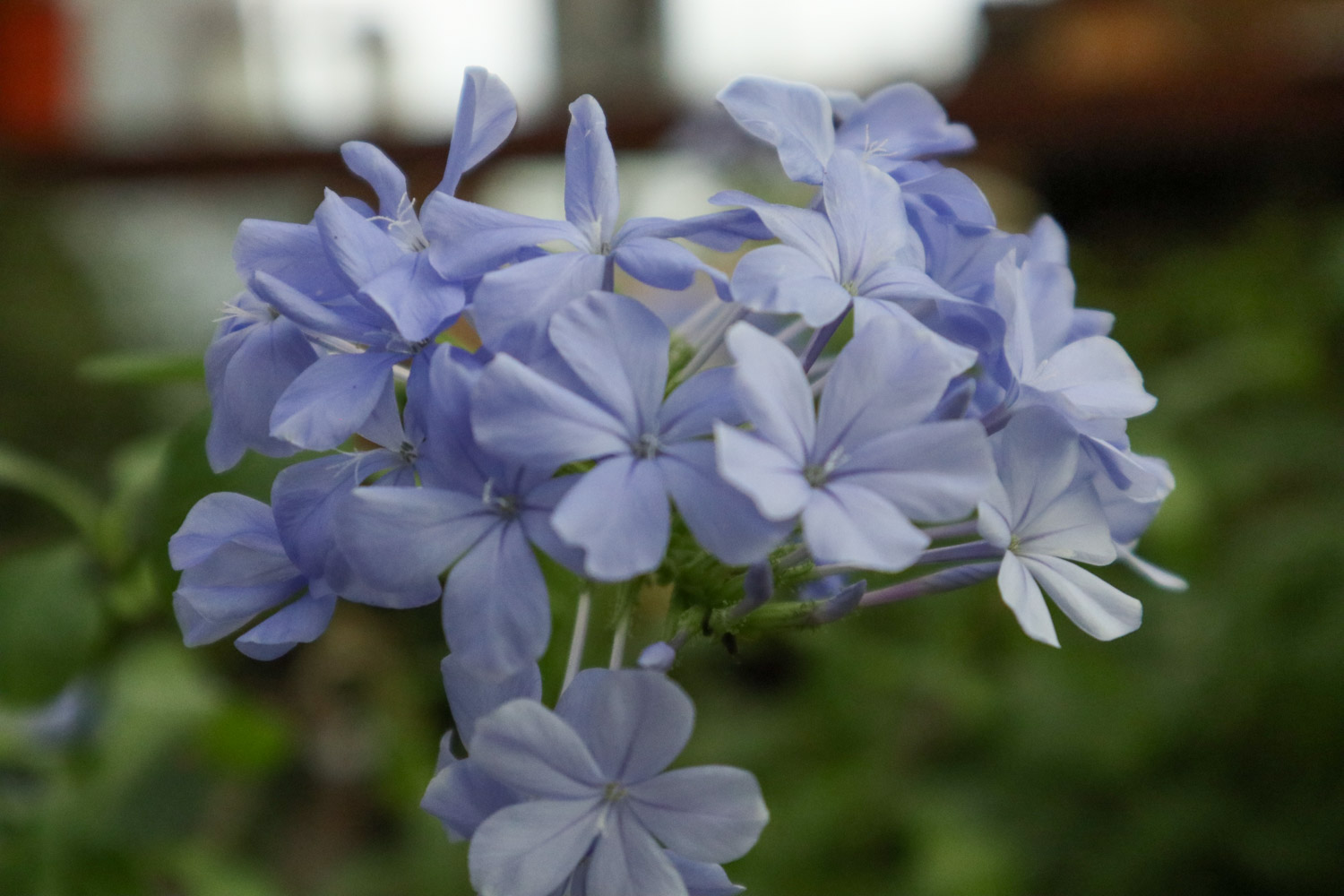 Plumbago Auriculata