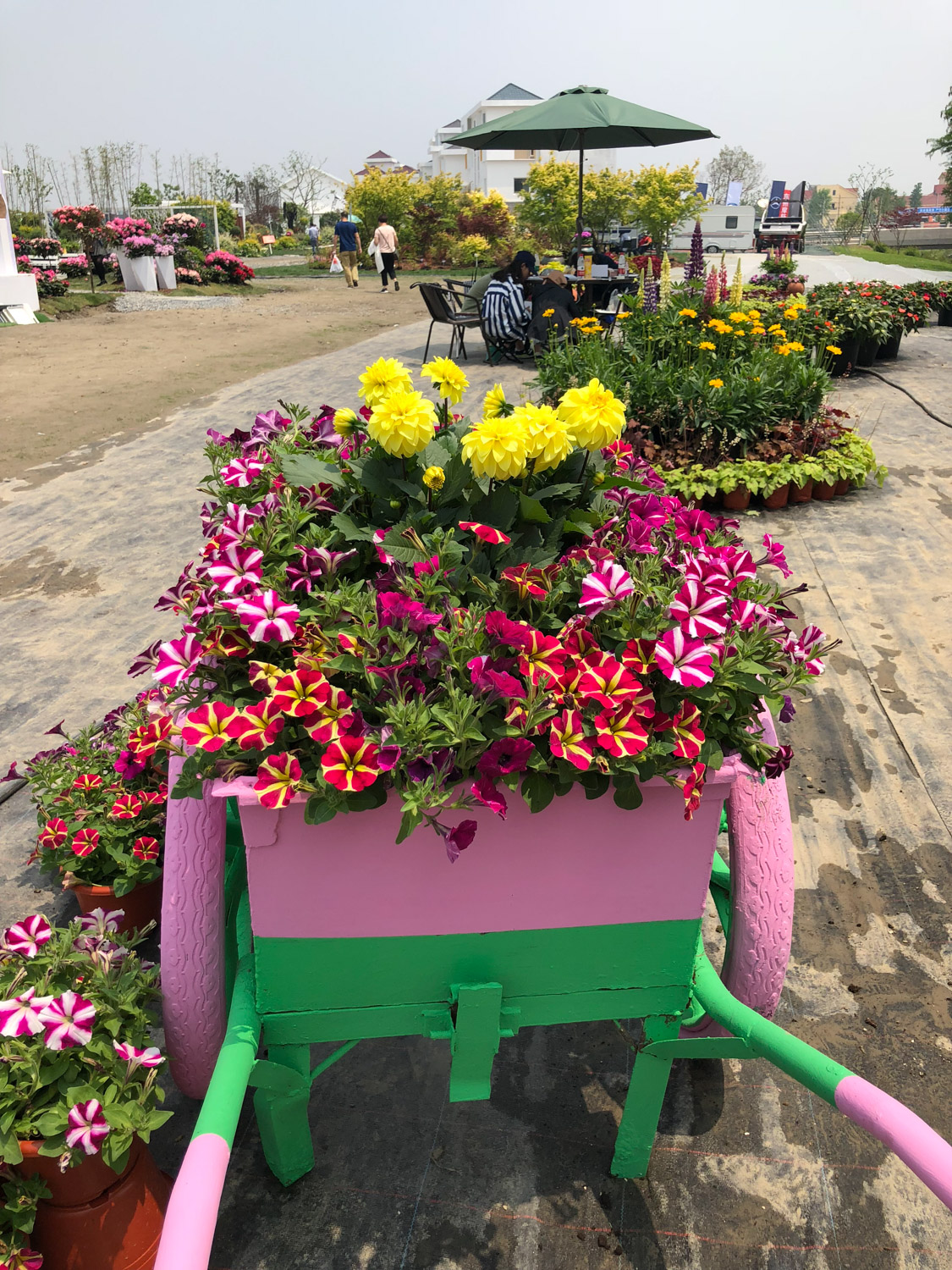 Petunia hybrida