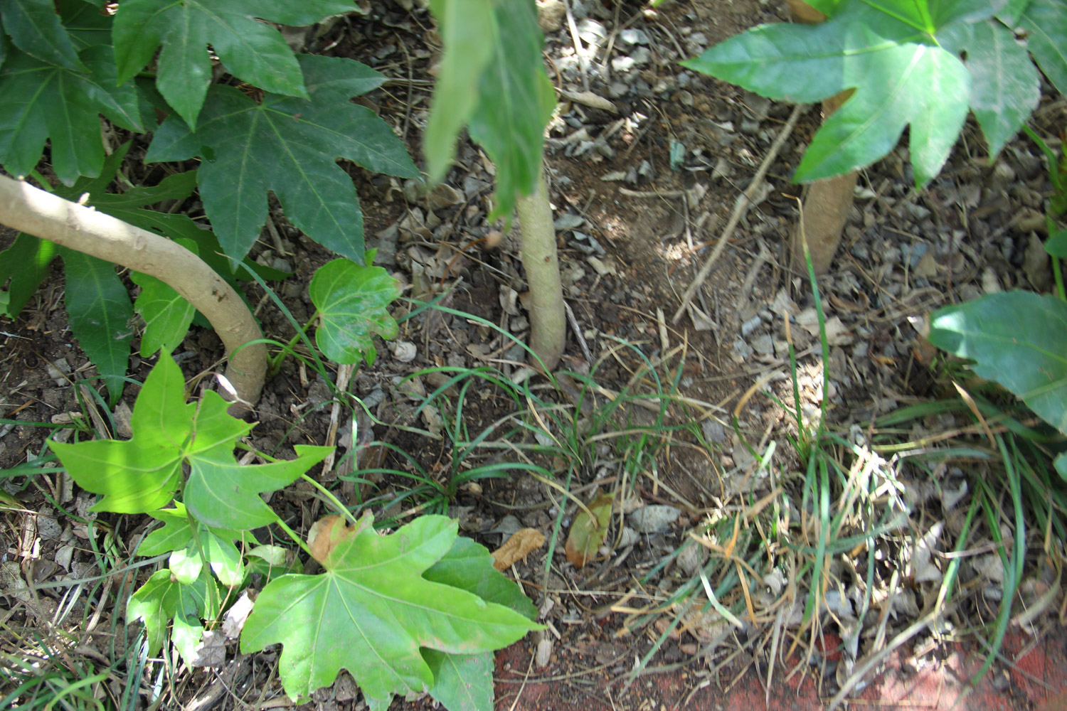 Fatsia japonica