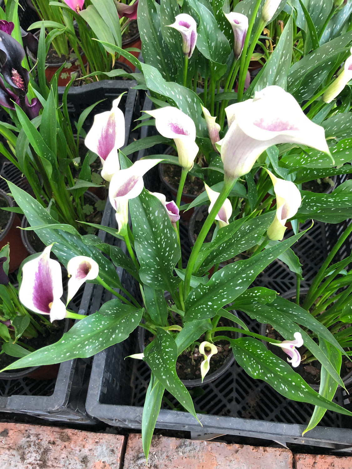 calla lily 