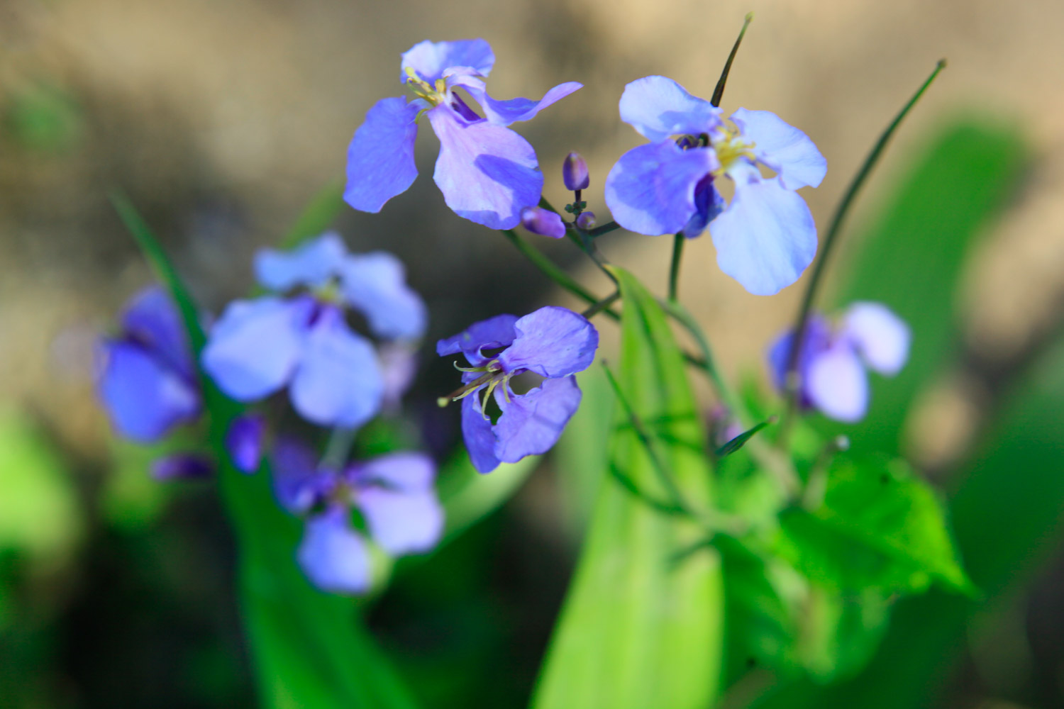 Orychophragmus violaceus