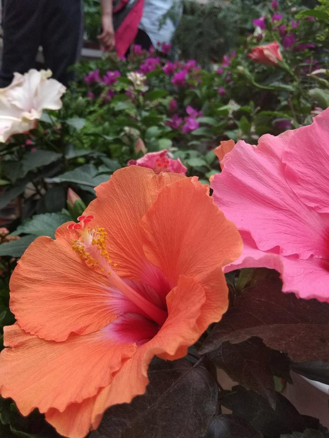 Hibiscus rosa sinensis