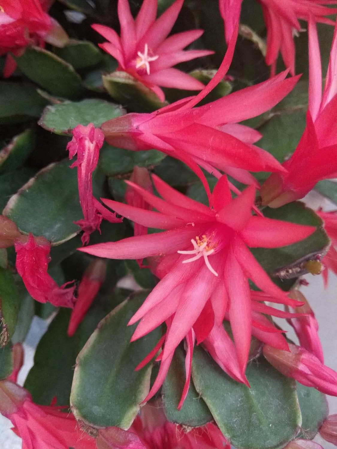 False Epiphyllum