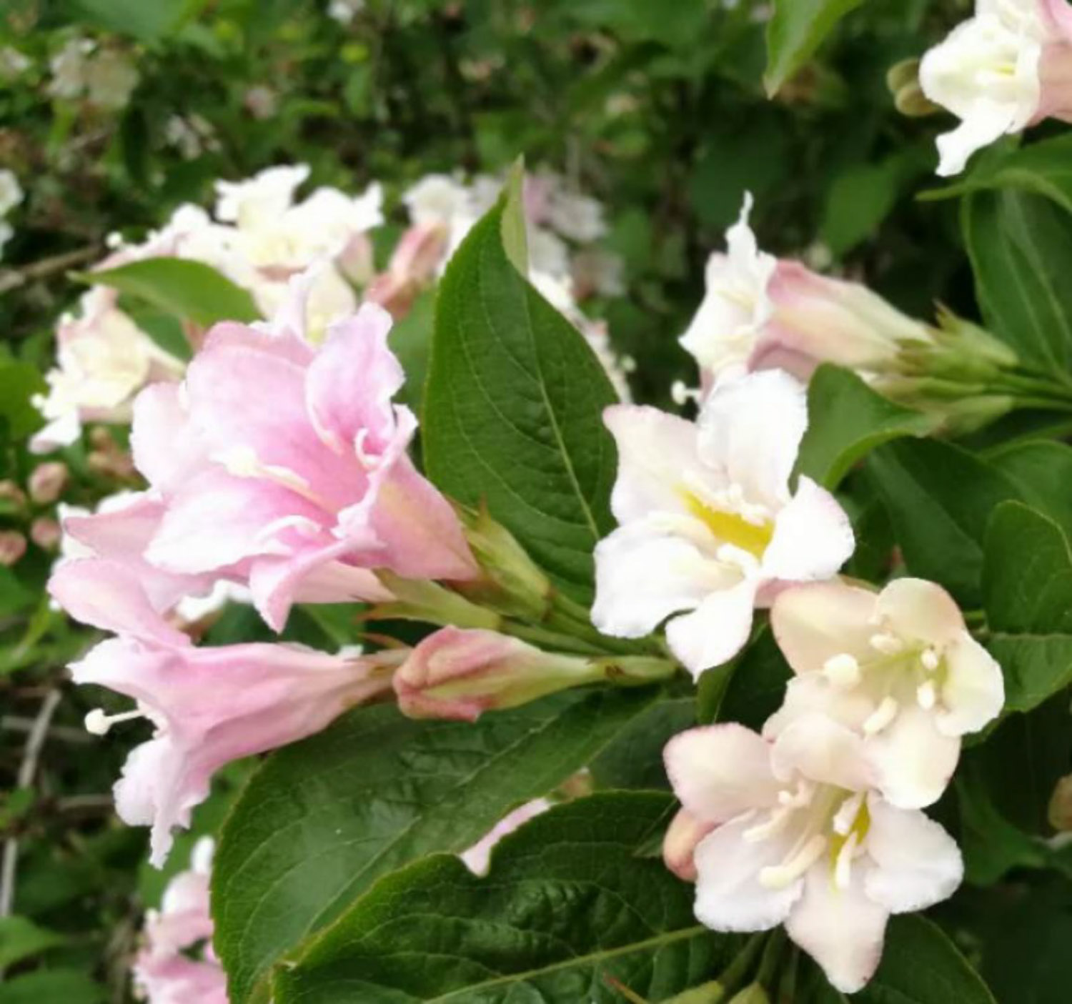 Weigela florida