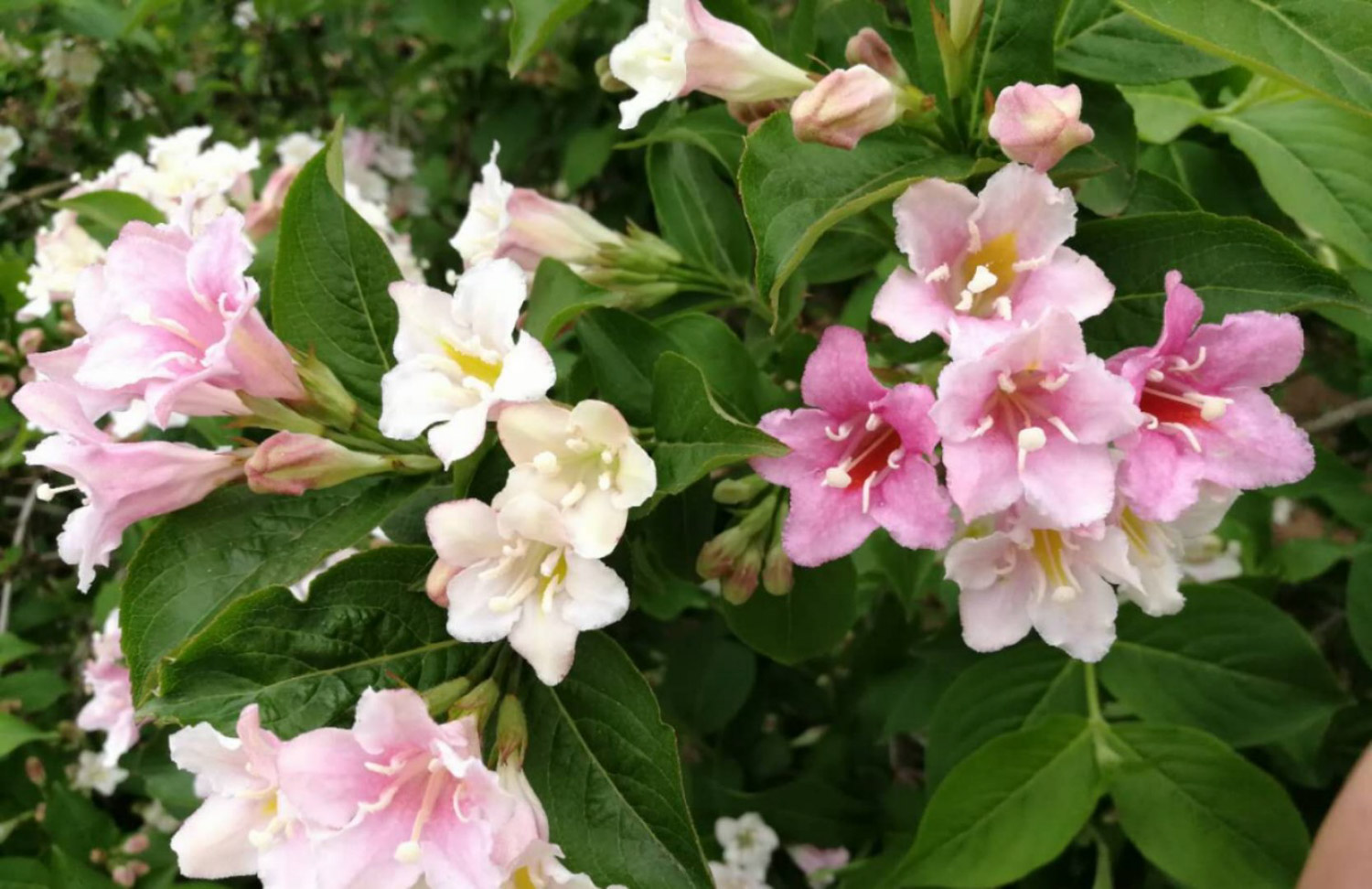 Weigela florida