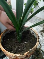 Indoor Clivia blooms 3 or 4 times a year with thick leaves and strong roots. How can you do that