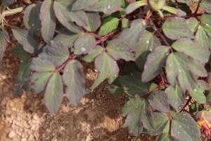 Pruning method of peony