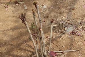 Can peony flowers be grafted