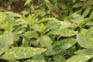 Cutting propagation of Ficus chinensis