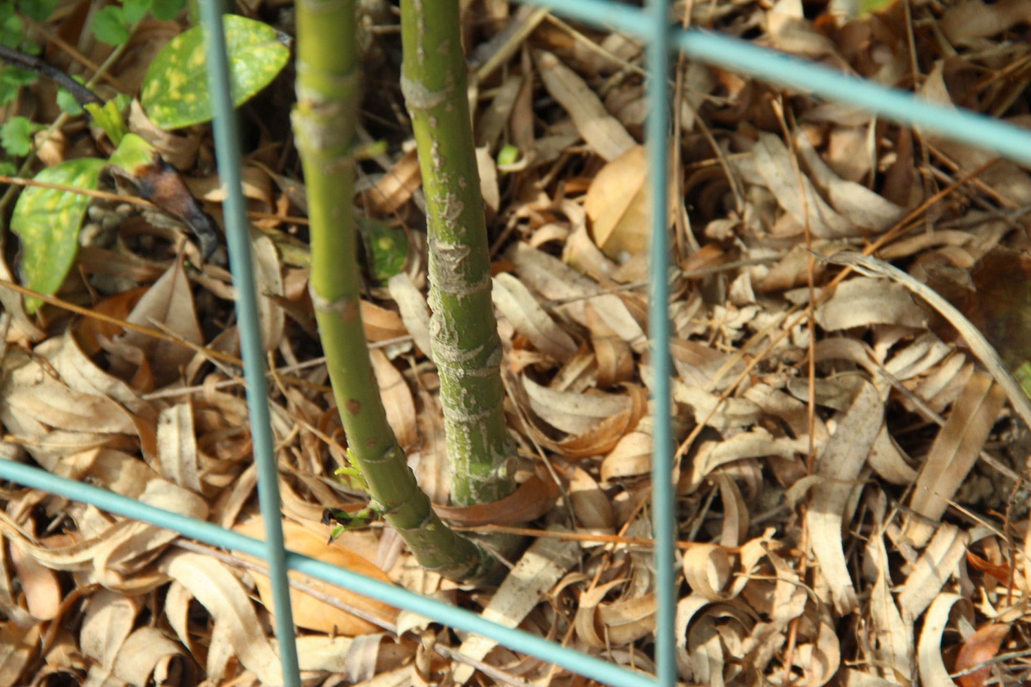 Golden banyan