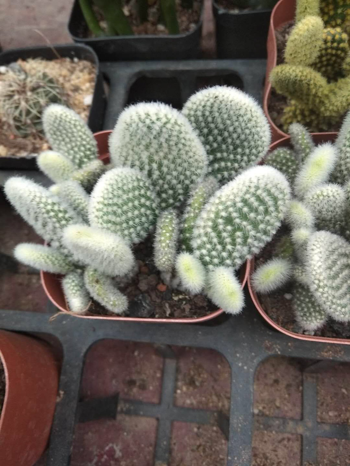 cactus