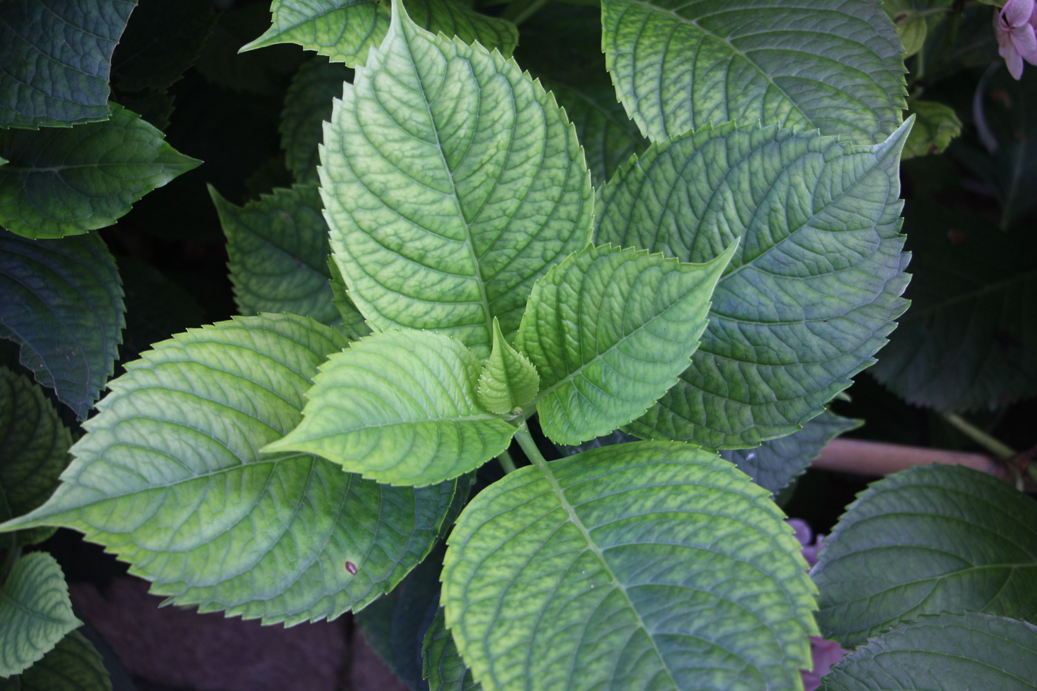 hydrangea