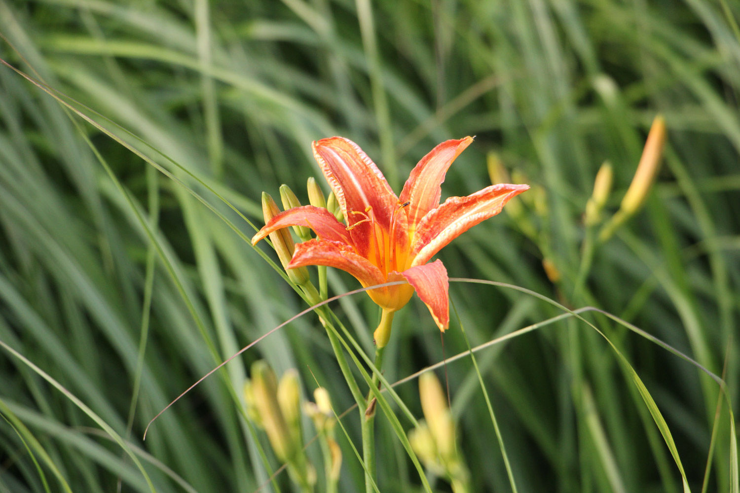 Hemerocallis