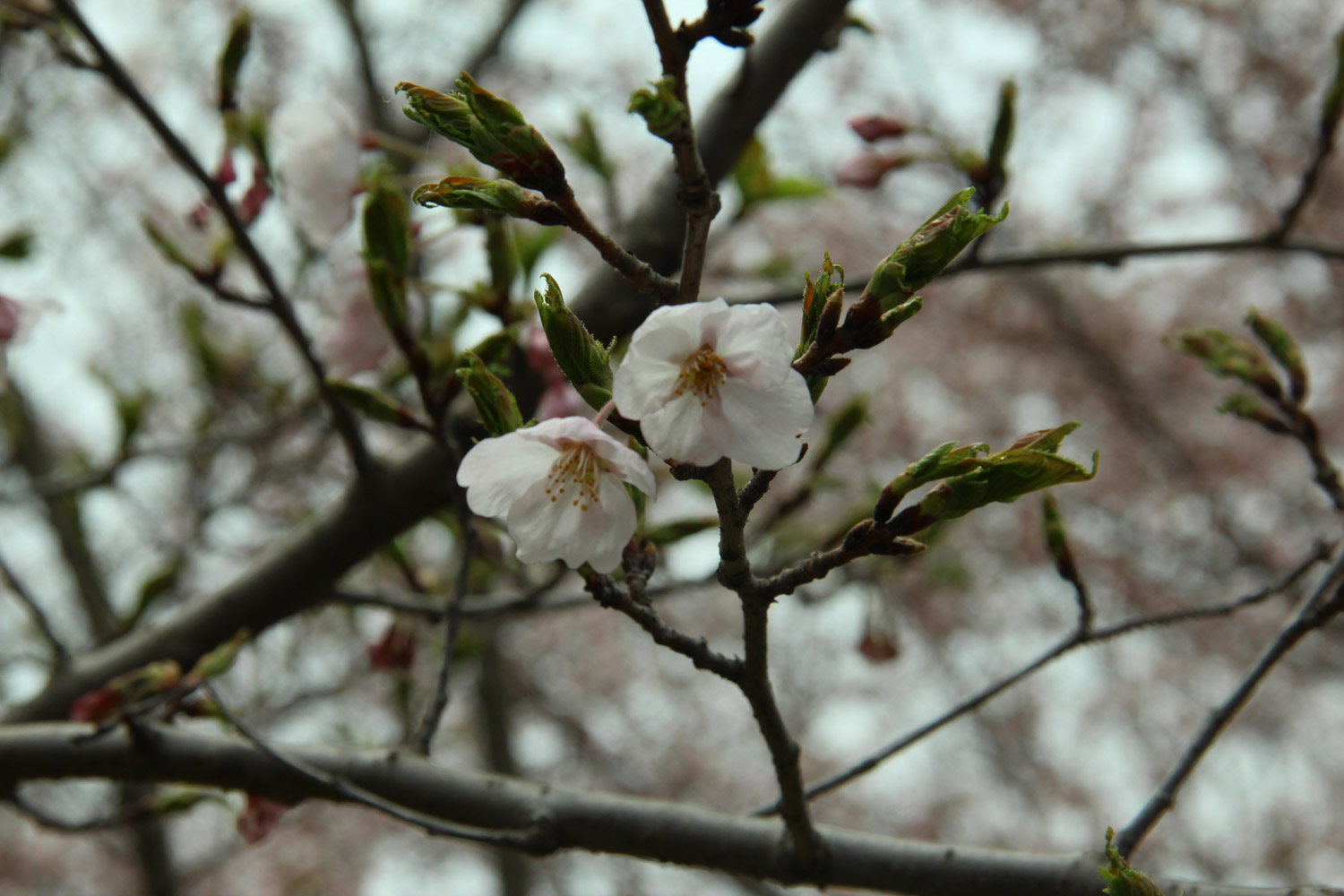 cherry blossoms