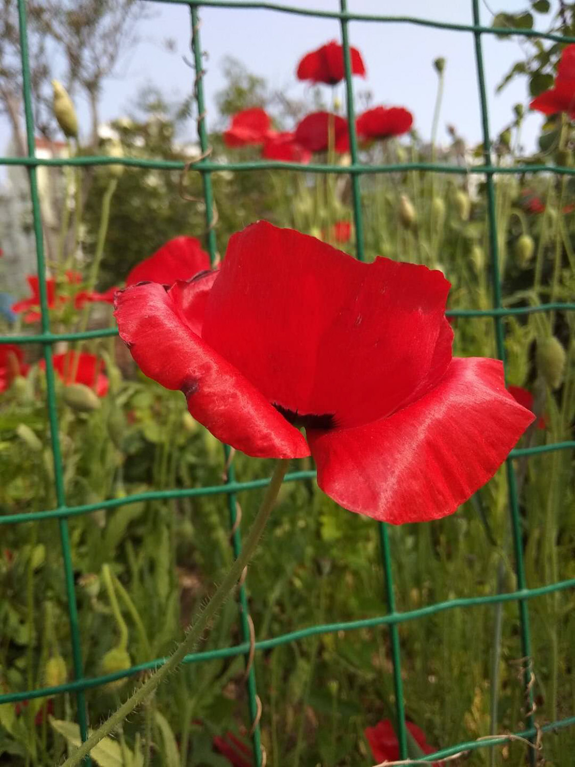 corn poppy