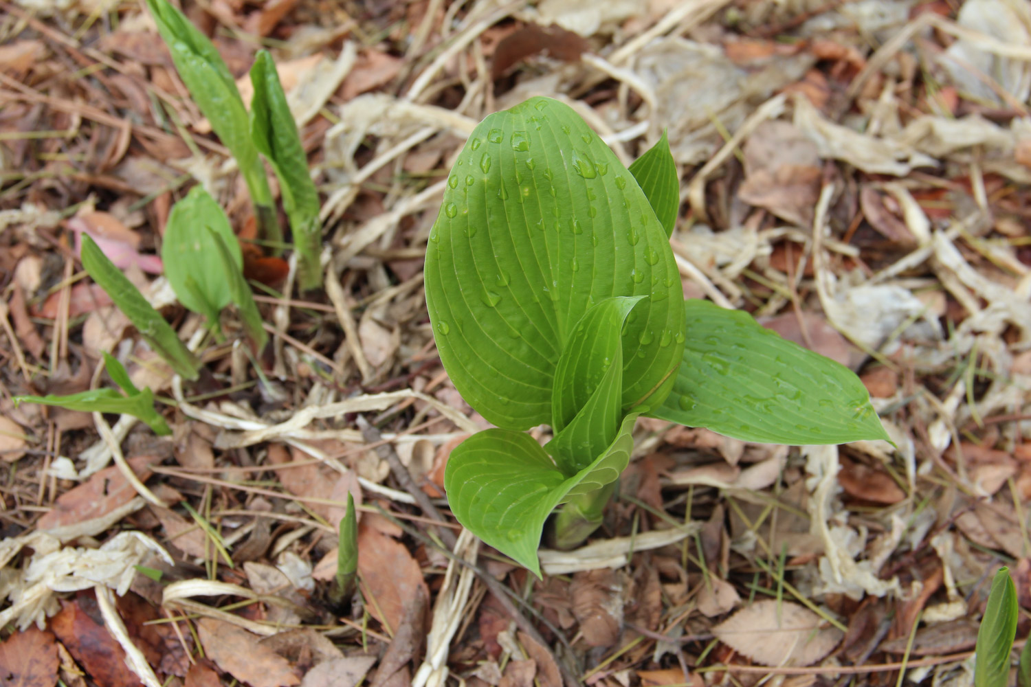 Hosta