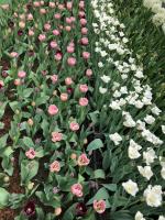 Flowering management skills of tulips