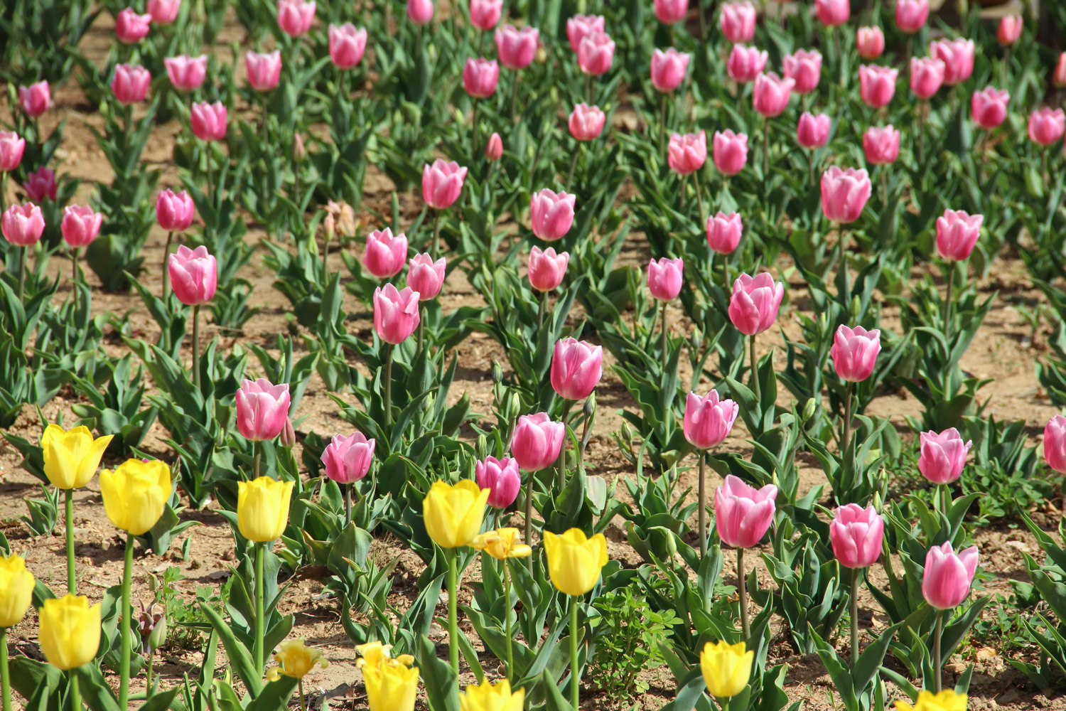 tulips